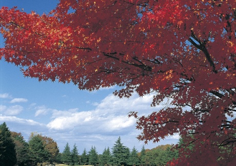 白河国際カントリークラブ（福島県）の画像２