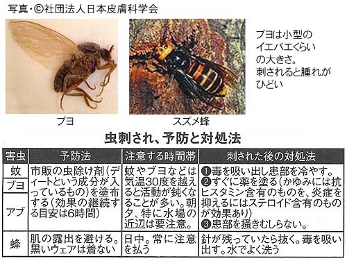 腫れ 虫 ひどい 写真 刺され ダニに刺された時の症状の見分け方｜家の中の虫刺され【皮膚の画像あり】